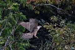 オオタカ（幼鳥）3