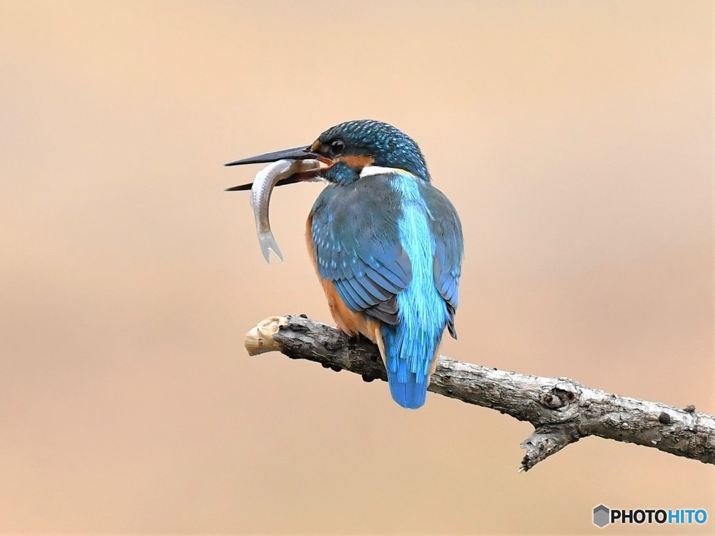 20190220-1　今日のカワちゃん