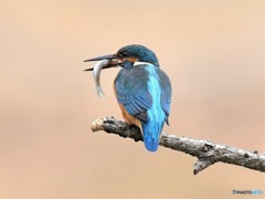 20190220-1　今日のカワちゃん