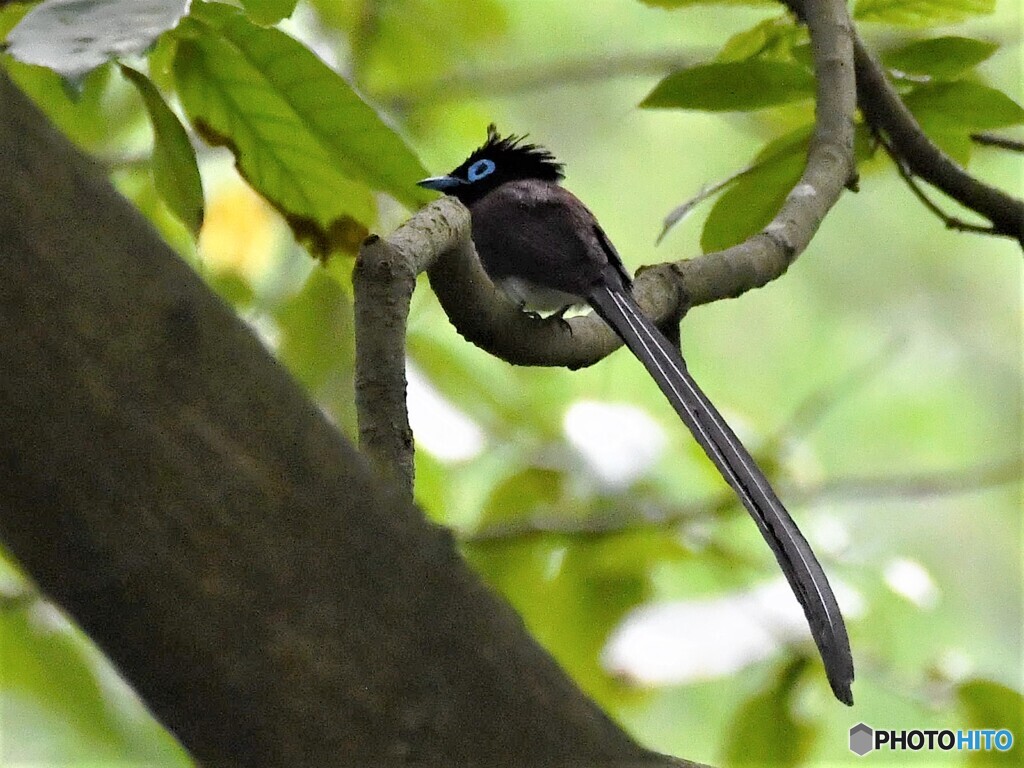 20200601　サンコウチョウ-1