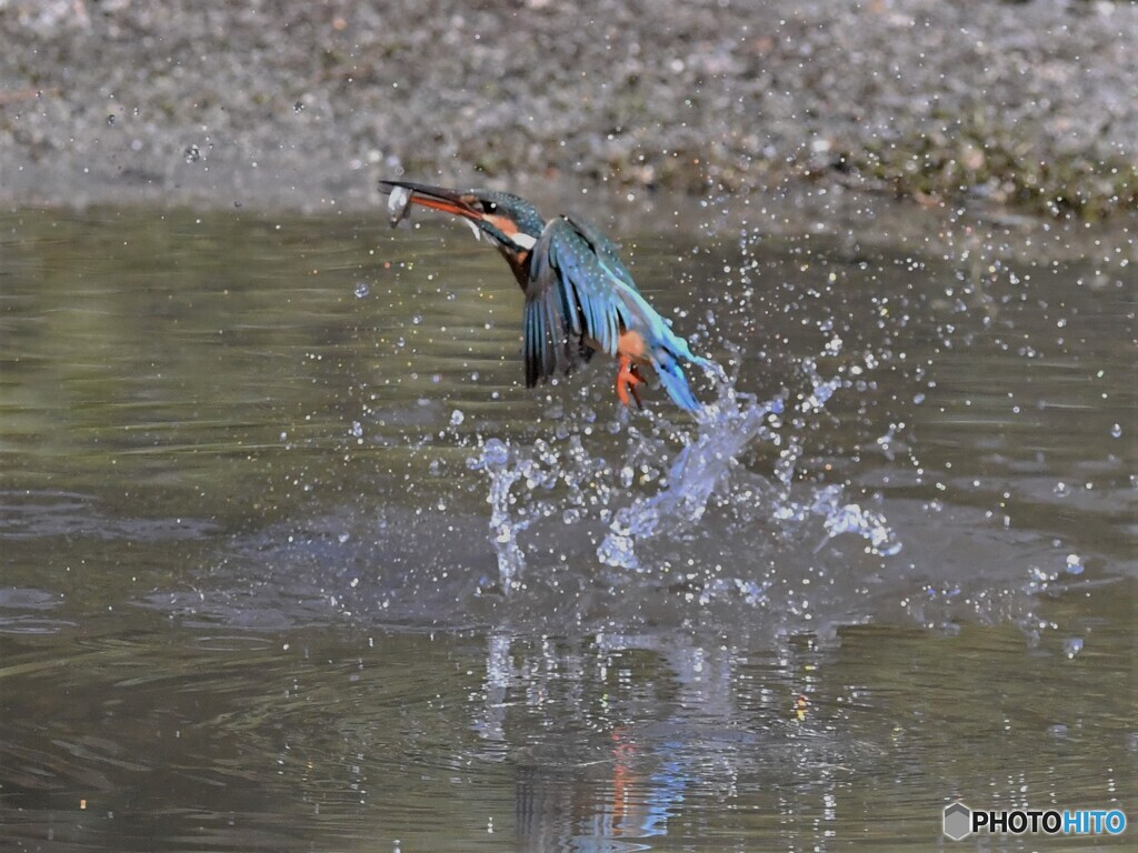 20200204　カワセミ-3