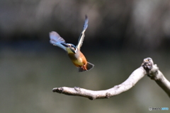 それ〜行け‼️