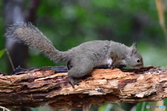 偶にはリスも、、、