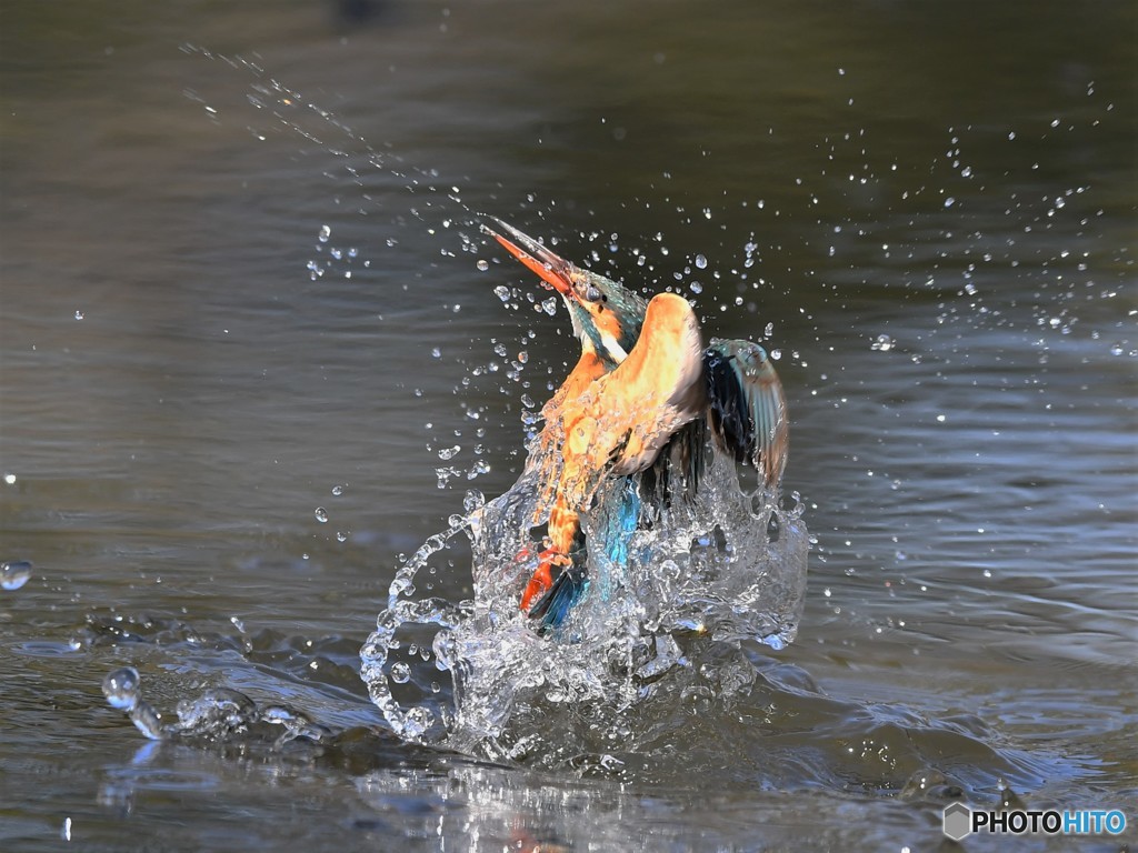 20190225-2　カワセミのドボン
