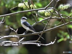20190427-2　サンショウクイ