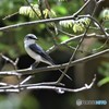 20190427-2　サンショウクイ