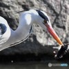 アオサギ 20180318-2