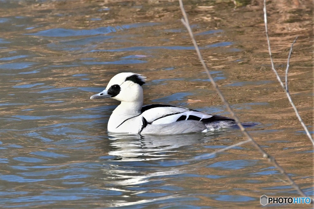 ミコアイサその1