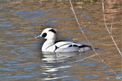 ミコアイサその1