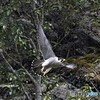 20220329　ハヤブサの飛び出し➁