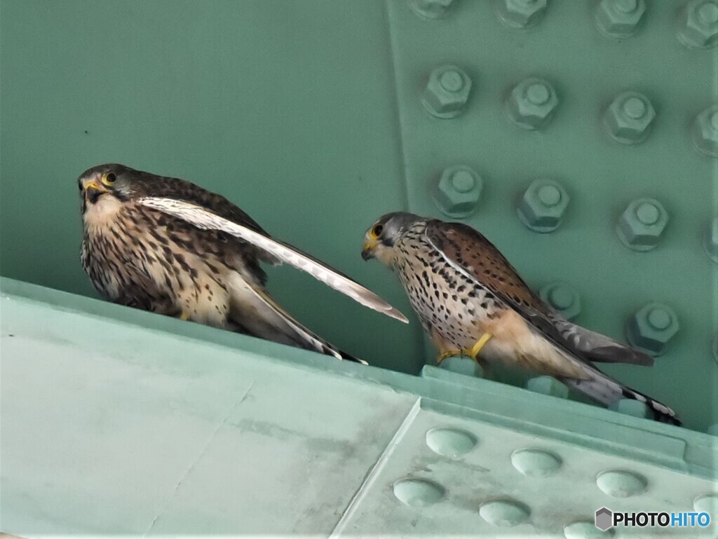 20200507　市街地のチョウゲンボウ-4