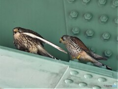 20200507　市街地のチョウゲンボウ-4