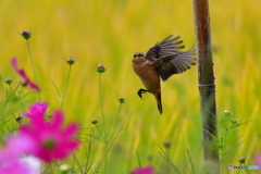 秋桜とノビタキその3