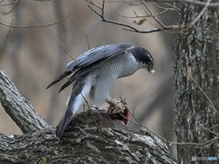 20190319-1　Mのオオタカ