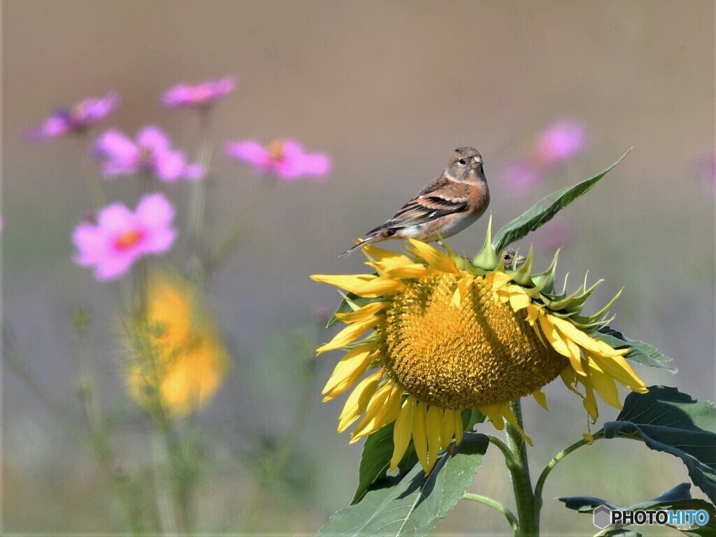 20201025-2　アトリとヒマワリ