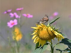 20201025-2　アトリとヒマワリ