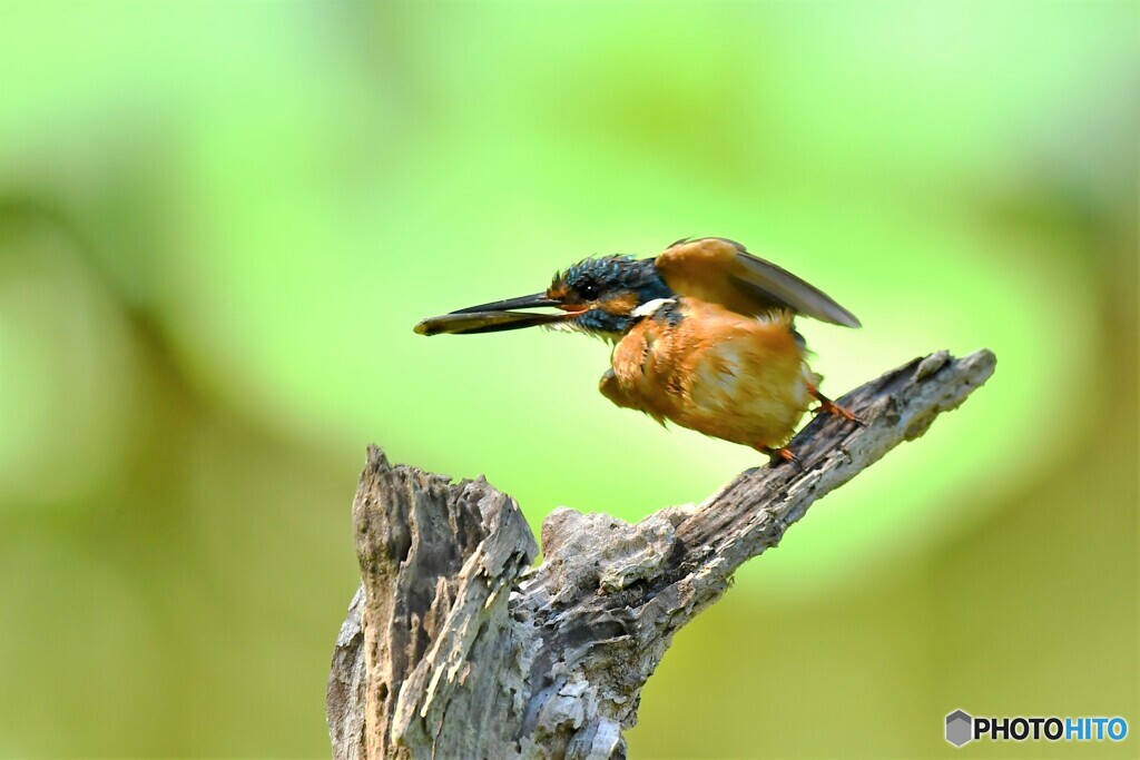 20190807　お持ち帰り-3