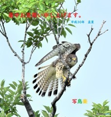 暑中お見舞い申し上げます。