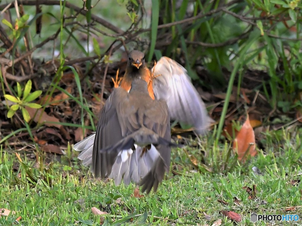 20190412-4　アカハラ