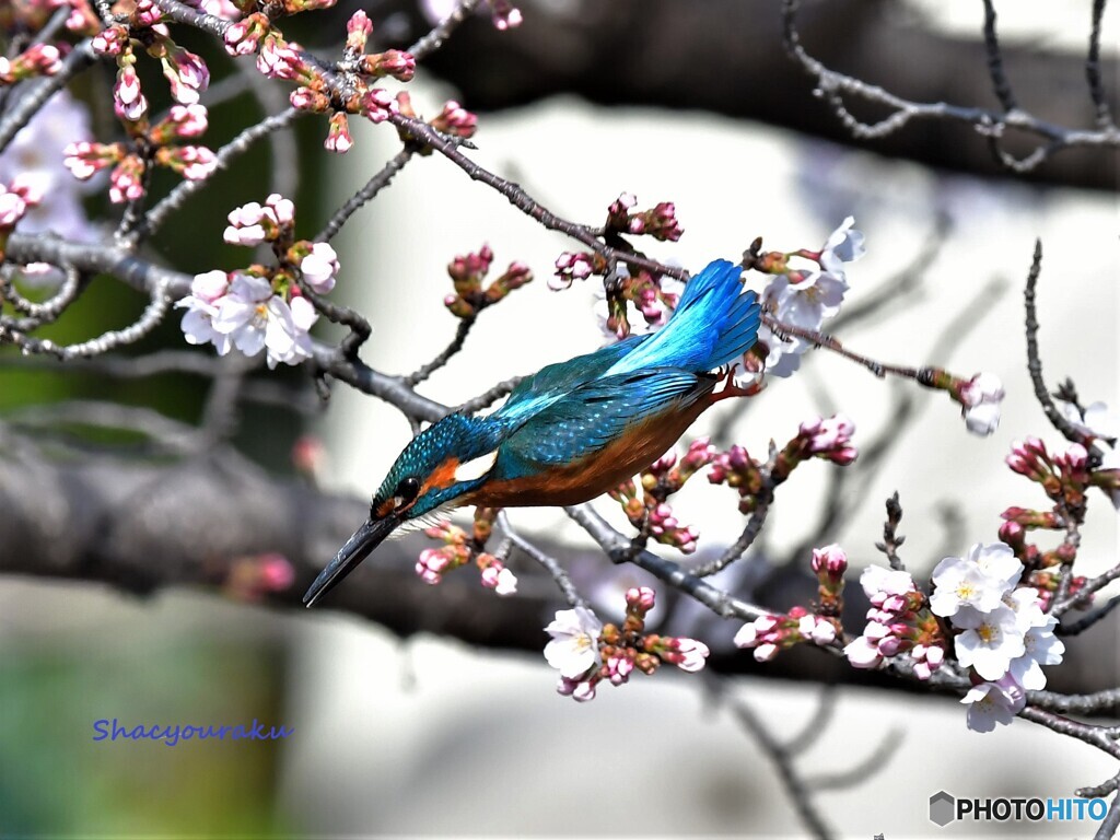 20220328　桜カワセミ➁