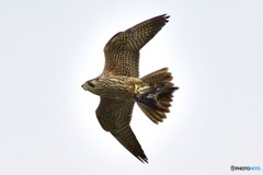 ハヤブサの狩3