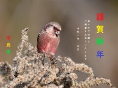 お年賀