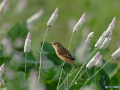 20181002-4 ノゲイトウとノビタ君