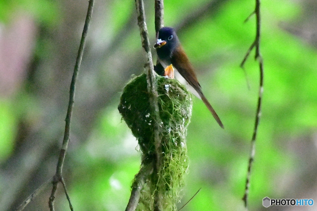 サンコウチョウ♀