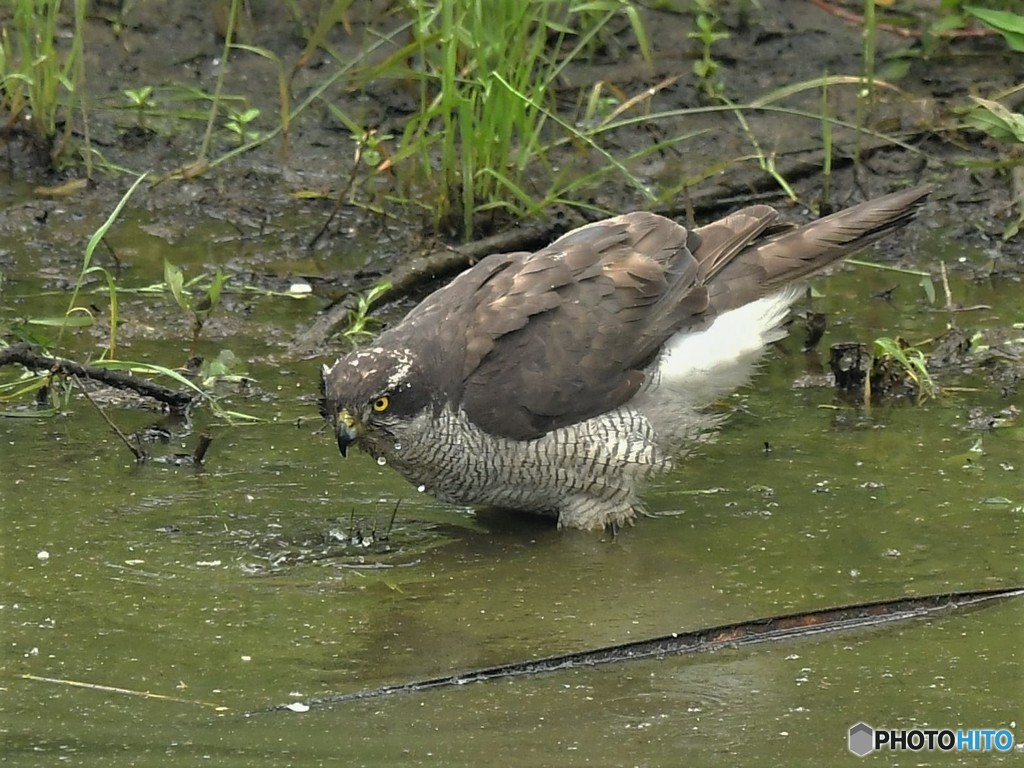 20190602-2　オオタカの水飲み