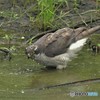 20190602-2　オオタカの水飲み