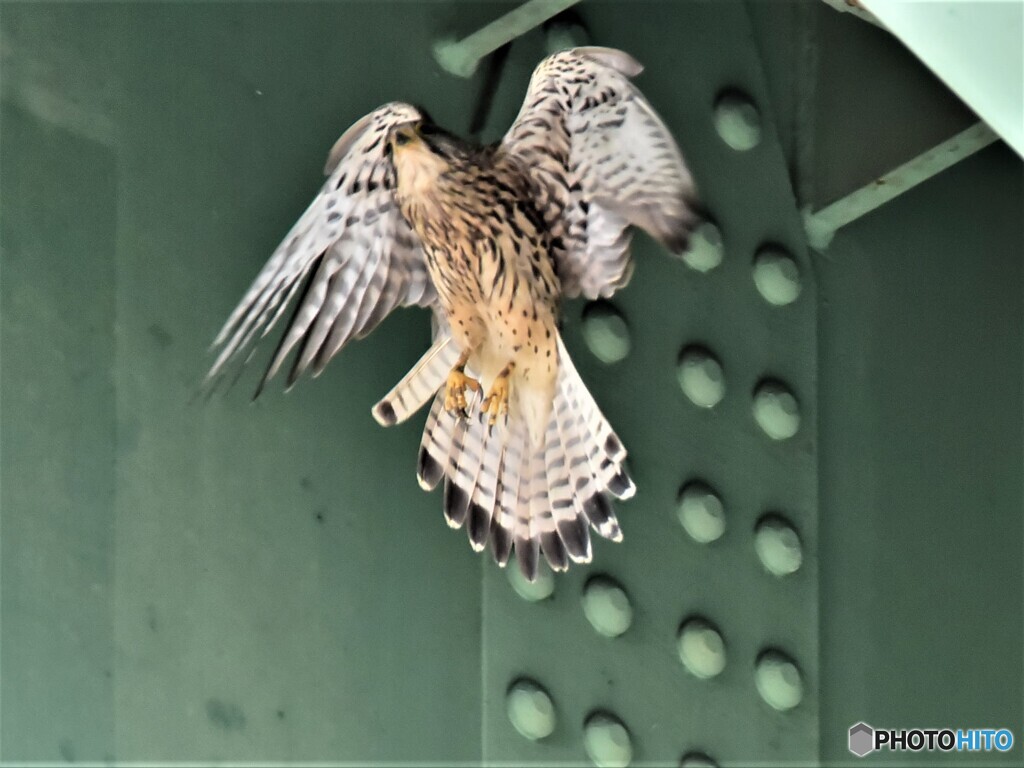 20210531　チョウゲンボウ-4