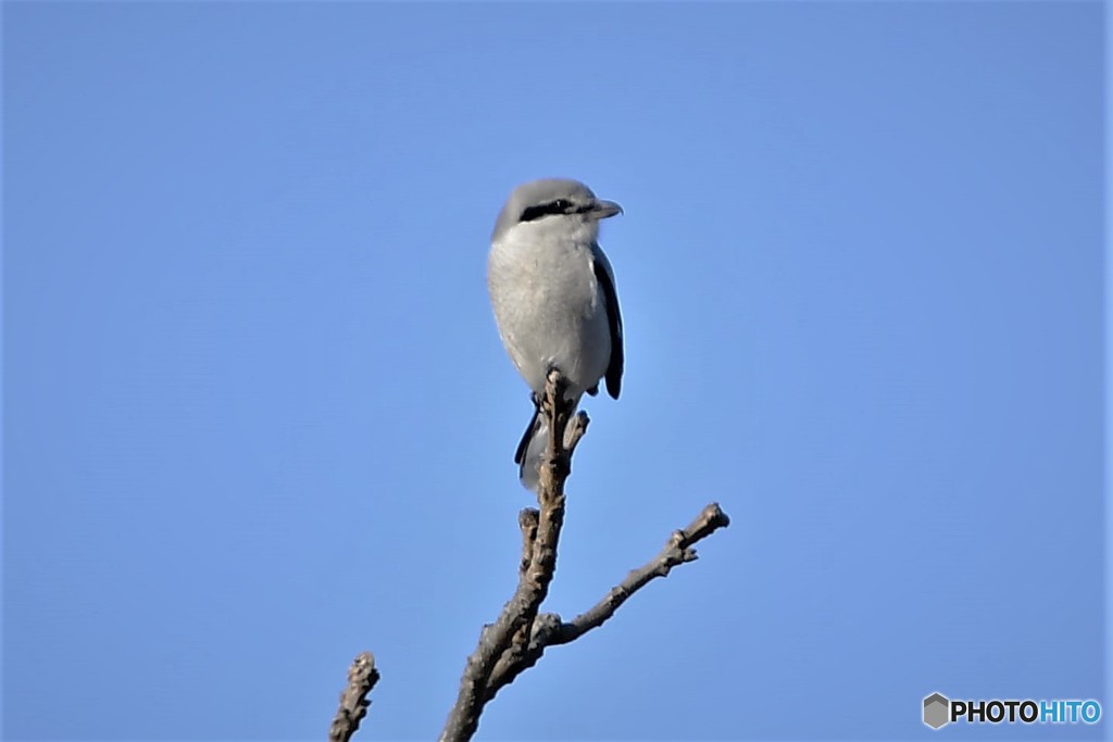 鳥撮り初め　オオモズ-1