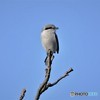 鳥撮り初め　オオモズ-1