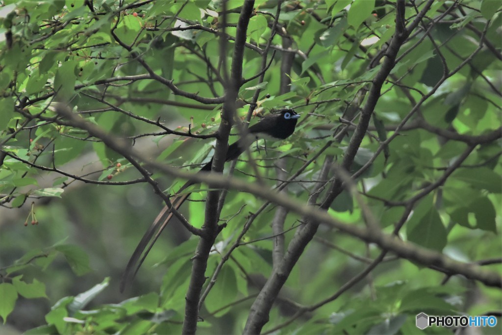 20180518 サンコウチョウ