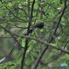 20180518 サンコウチョウ