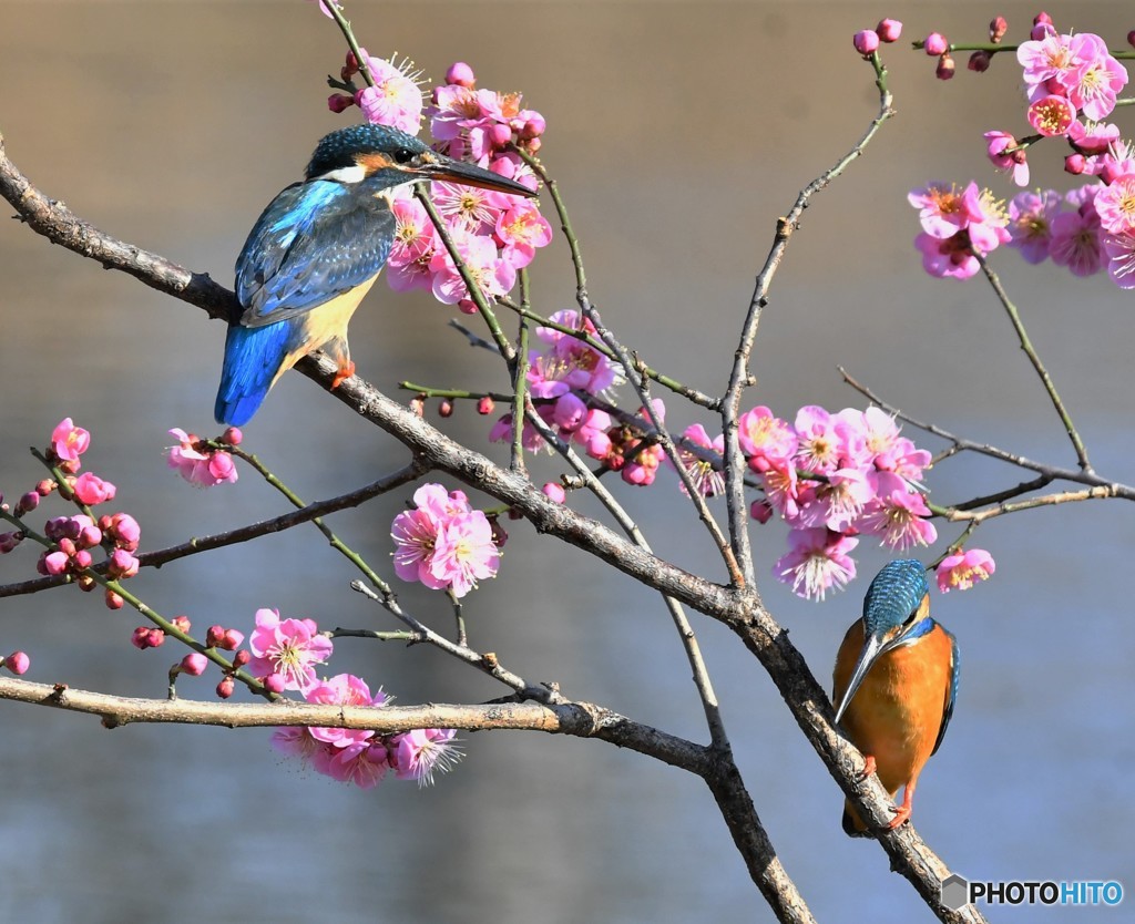 20190218-4　カワセミと梅花
