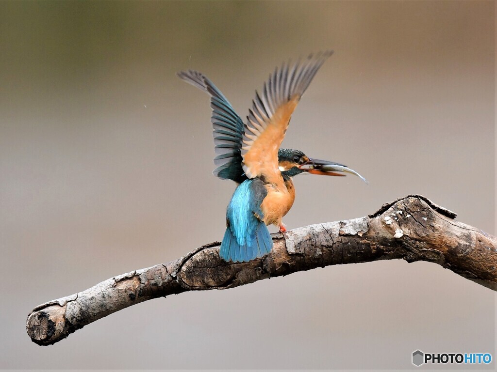 20210108　撮り初めはカワセミから-4
