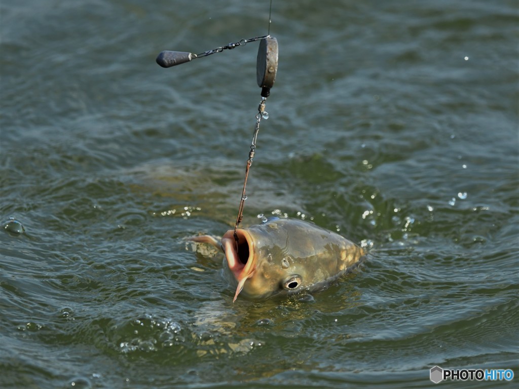 0181108-2　今日の一枚