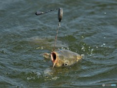 0181108-2　今日の一枚