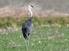 20181224-1　ナベズル