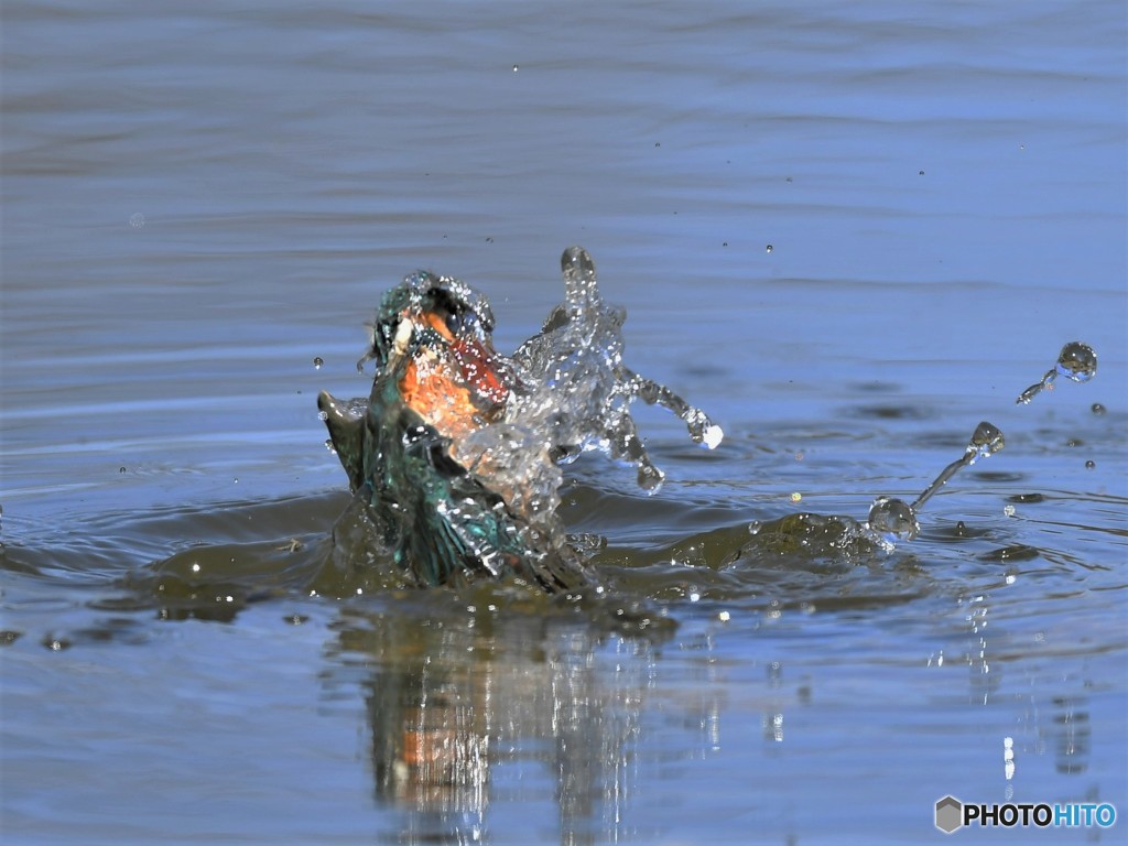 20190318-3　カワセミ
