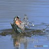 20190318-3　カワセミ
