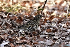 トラツグミその2