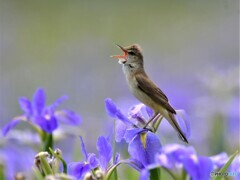 20210514　花菖蒲とオオヨシキリ-4