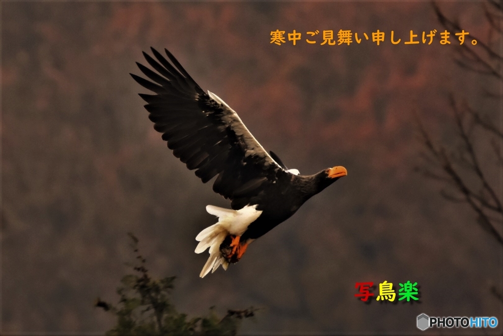 寒中ご見舞い申し上げます。