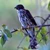 ジュウイチ（幼鳥）
