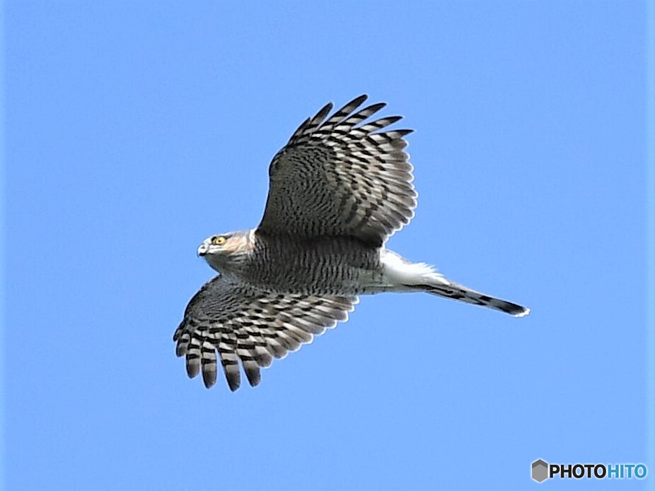 20191103　ハイタカ-1