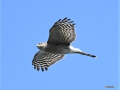 20191103　ハイタカ-1