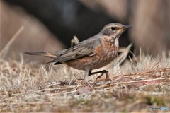 ハチジョウツグミその3