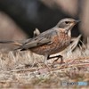 ハチジョウツグミその3